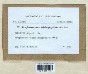 Blepharostoma trichophyllum (L.) Dumort., Гербарий мохообразных, Мхи - Азия (вне границ бывшего СССР) (BAs) (Япония)