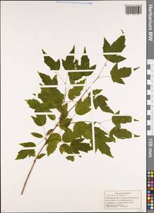 Клен гиннала, Клен приречный (Maxim.) Wesm., Восточная Европа, Московская область и Москва (E4a) (Россия)