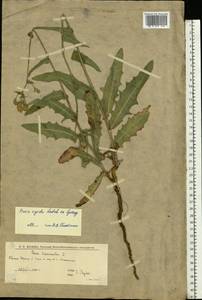 Picris hieracioides subsp. hieracioides, Восточная Европа, Нижневолжский район (E9) (Россия)