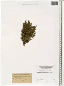 Можжевельник казацкий L., Кавказ, Ставропольский край, Карачаево-Черкесия, Кабардино-Балкария (K1b) (Россия)