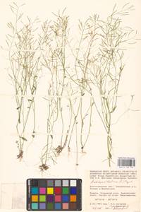 Резушка Таля, Резуховидка Таля (L.) Heynh., Восточная Европа, Нижневолжский район (E9) (Россия)