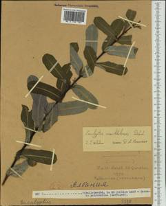 Eucalyptus camaldulensis, Западная Европа (EUR) (Албания)