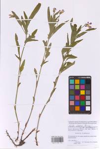 Фиалка высокая Fr., Восточная Европа, Московская область и Москва (E4a) (Россия)