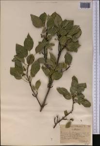 Жестер слабительный, Крушина слабительная L., Средняя Азия и Казахстан, Северный и Центральный Тянь-Шань (M4) (Казахстан)