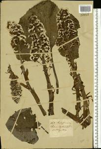 Белокопытник гибридный (L.) G. Gaertn., B. Mey. & Scherb., Восточная Европа, Западно-Украинский район (E13) (Украина)