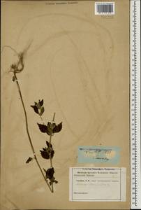 Щетинохвост шандровый (L.) Ehrh. ex Rchb., Кавказ (без точных местонахождений) (K0)