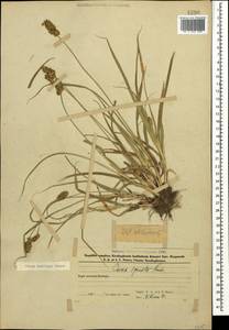 Осока колосистая, Кавказ, Азербайджан (K6) (Азербайджан)