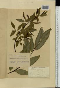 Salix ×rubens Schrank, Восточная Европа, Московская область и Москва (E4a) (Россия)
