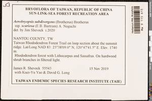 Aerobryopsis subdivergens subsp. scariosa (E.B. Bartram) Nog., Гербарий мохообразных, Мхи - Азия (вне границ бывшего СССР) (BAs) (Тайвань)