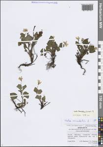 Фиалка донская Grosset, Восточная Европа, Средневолжский район (E8) (Россия)