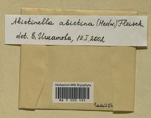 Abietinella abietina (Hedw.) M. Fleisch., Гербарий мохообразных, Мхи - Москва и Московская область (B6a) (Россия)