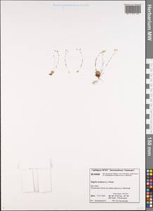 Мшанка узловатая (L.) Fenzl, Сибирь, Центральная Сибирь (S3) (Россия)