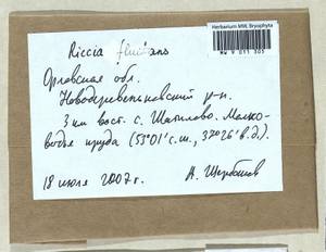 Riccia fluitans L., Гербарий мохообразных, Мхи - Центральное Черноземье (B10) (Россия)