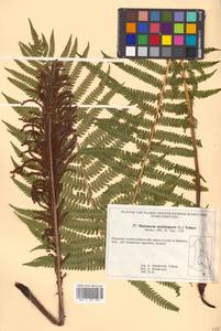 Страусник обыкновенный (L.) Tod., Сибирь, Дальний Восток (S6) (Россия)