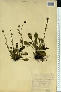 Globularia bisnagarica L., Восточная Европа, Средневолжский район (E8) (Россия)