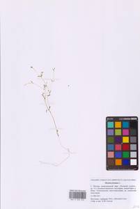 Монция ключевая, Монция родниковая L., Восточная Европа, Московская область и Москва (E4a) (Россия)