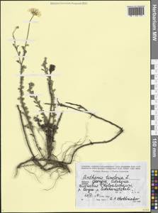 Cota tinctoria subsp. tinctoria, Кавказ, Грузия (K4) (Грузия)