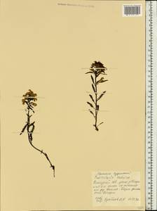 Мытник судетский Willd., Восточная Европа, Северный район (E1) (Россия)