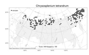 Chrysosplenium tetrandrum, Селезеночник четырехтычинковый (N. Lund) Th. Fr., Атлас флоры России (FLORUS) (Россия)