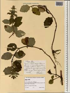 Ajuga integrifolia Buch.-Ham., Африка (AFR) (Эфиопия)