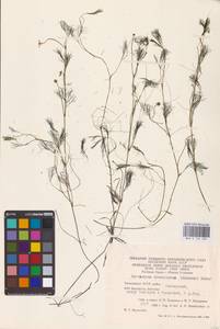 Лютик волосолистный, Шелковник волосолистный Chaix, Восточная Европа, Восточный район (E10) (Россия)