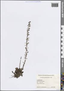 Вероника горечавковая Vahl, Кавказ, Азербайджан (K6) (Азербайджан)