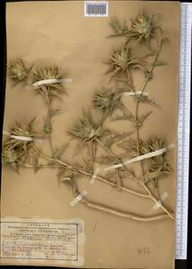 Сафлор шерстистый L., Средняя Азия и Казахстан, Копетдаг, Бадхыз, Малый и Большой Балхан (M1) (Туркмения)