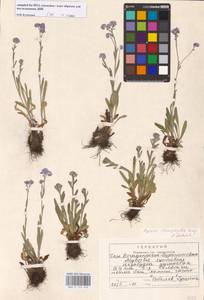 Myosotis alpestris subsp. suaveolens (Waldst. & Kit. ex Willd.) Strid, Восточная Европа, Центральный район (E4) (Россия)