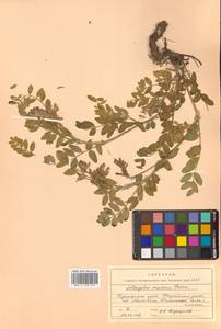 Астрагал приморский Boriss., Сибирь, Дальний Восток (S6) (Россия)