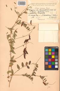 Горошек приятный Fisch. ex Ser., Сибирь, Дальний Восток (S6) (Россия)