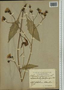 Hieracium dissimile Lindeb. ex Elfstr., Западная Европа (EUR) (Швеция)
