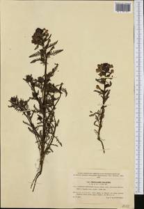 Мытник болотный L., Западная Европа (EUR) (Чехия)