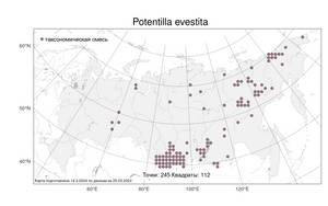 Potentilla evestita, Лапчатка неодетая Th. Wolf, Атлас флоры России (FLORUS) (Россия)