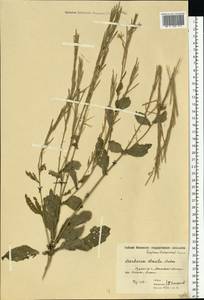 Сурепка прямая, Сурепка сжатая Andrz., Восточная Европа, Московская область и Москва (E4a) (Россия)