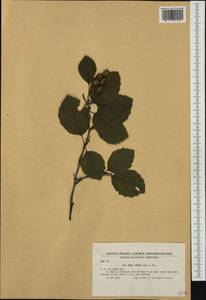 Alnus alnobetula subsp. alnobetula, Западная Европа (EUR) (Болгария)