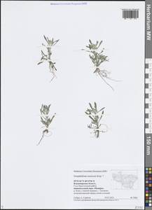 Сушеница русская Kirp., Восточная Европа, Центральный район (E4) (Россия)