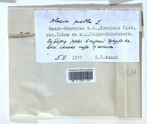 Blasia pusilla L., Гербарий мохообразных, Мхи - Западная Сибирь (включая Алтай) (B15) (Россия)
