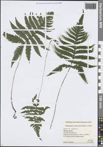 Фегоптерис связывающий, Буковник обыкновенный (Michx.) Watt, Восточная Европа, Московская область и Москва (E4a) (Россия)