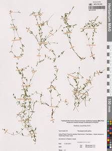 Звездчатка толстолистная Ehrh., Сибирь, Чукотка и Камчатка (S7) (Россия)