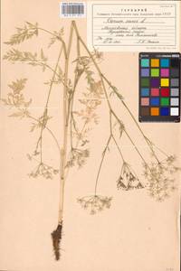 Тмин обыкновенный L., Восточная Европа, Московская область и Москва (E4a) (Россия)