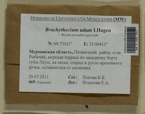 Brachythecium udum I. Hagen, Гербарий мохообразных, Мхи - Карелия, Ленинградская и Мурманская области (B4) (Россия)