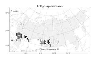 Lathyrus pannonicus, Чина венгерская (Jacq.) Garcke, Атлас флоры России (FLORUS) (Россия)