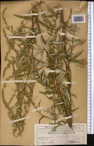 Полынь обыкновенная, Чернобыльник L., Средняя Азия и Казахстан, Западный Тянь-Шань и Каратау (M3) (Казахстан)