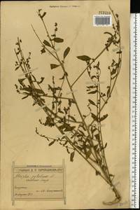 Лебеда раскидистая L., Восточная Европа, Московская область и Москва (E4a) (Россия)