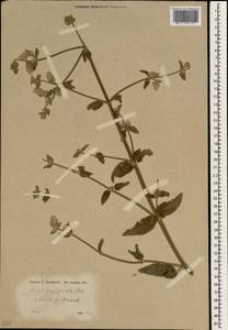 Stachys longispicata Boiss. & Kotschy, Зарубежная Азия (ASIA) (Турция)