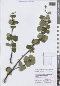 Betula pubescens var. kusmisscheffii (Regel) Gürke, Сибирь, Центральная Сибирь (S3) (Россия)