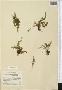 Lellingeria subsessilis (Bak.) A. R. Sm. & R. C. Moran, Америка (AMER) (Колумбия)