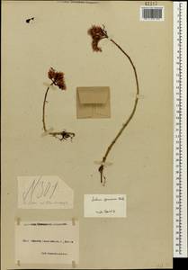 Phedimus spurius subsp. spurius, Кавказ, Черноморское побережье (от Новороссийска до Адлера) (K3) (Россия)