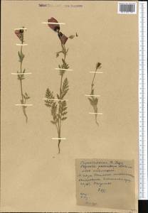 Roemeria pavonina, Средняя Азия и Казахстан, Западный Тянь-Шань и Каратау (M3) (Киргизия)
