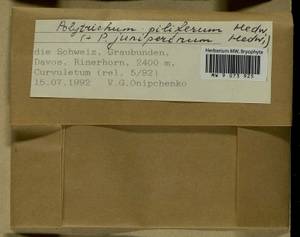 Polytrichum piliferum Hedw., Гербарий мохообразных, Мхи - Западная Европа (BEu) (Швейцария)